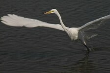 egret 1.jpg